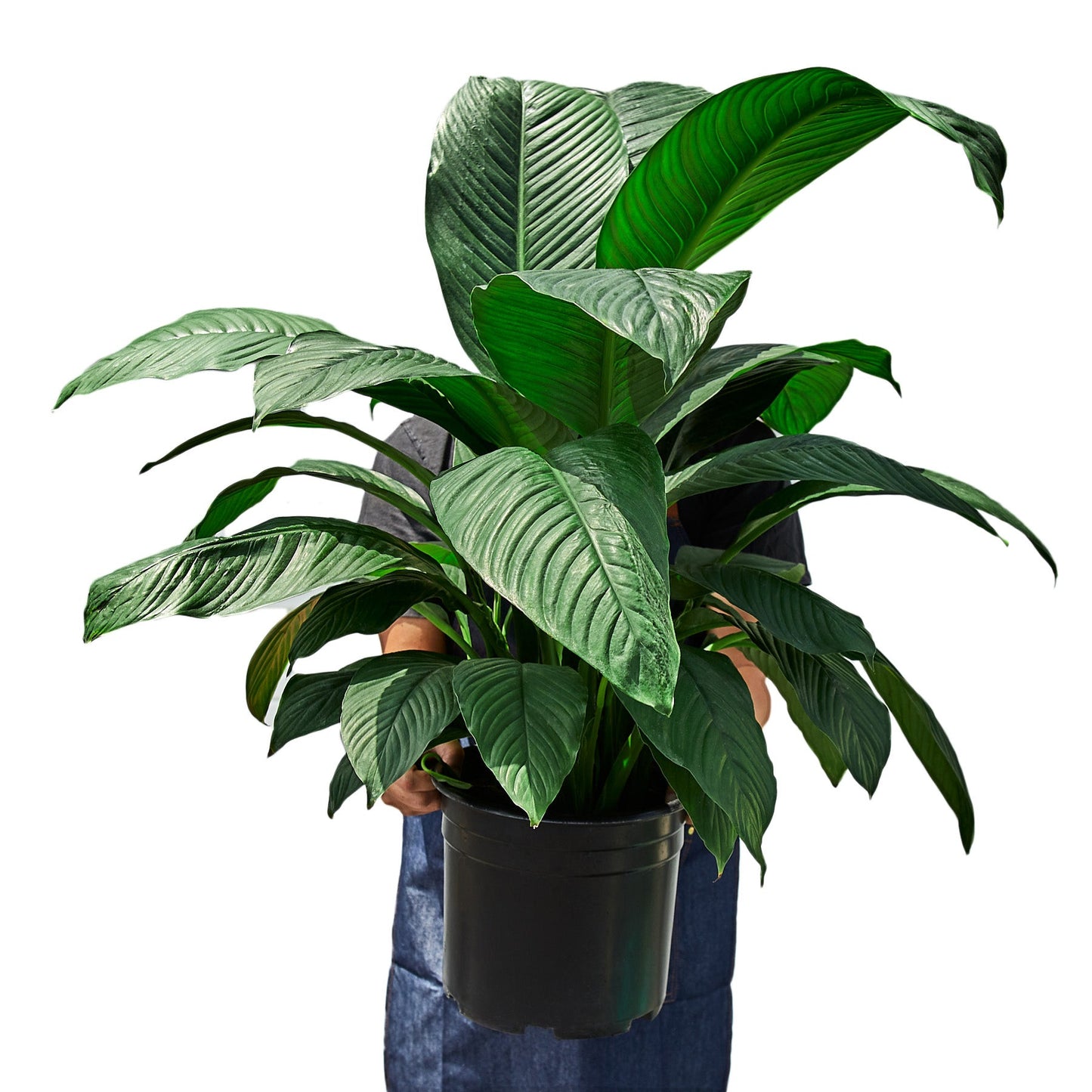 Spathiphyllum Peace Lily Plant - in 10" Pot