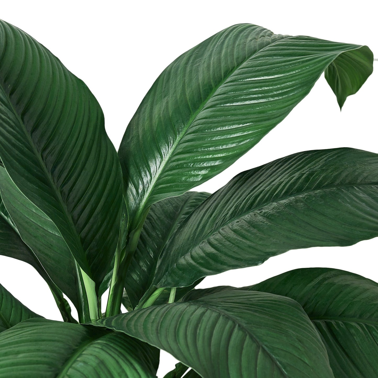 Spathiphyllum Peace Lily Plant - in 10" Pot