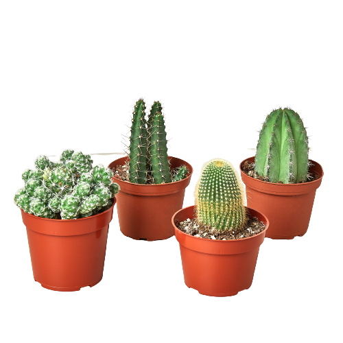 different types of house cactus 4 Cacti Variety Pack