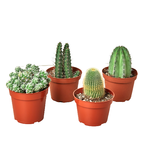 4 Cacti Variety Pack - 4" Pot