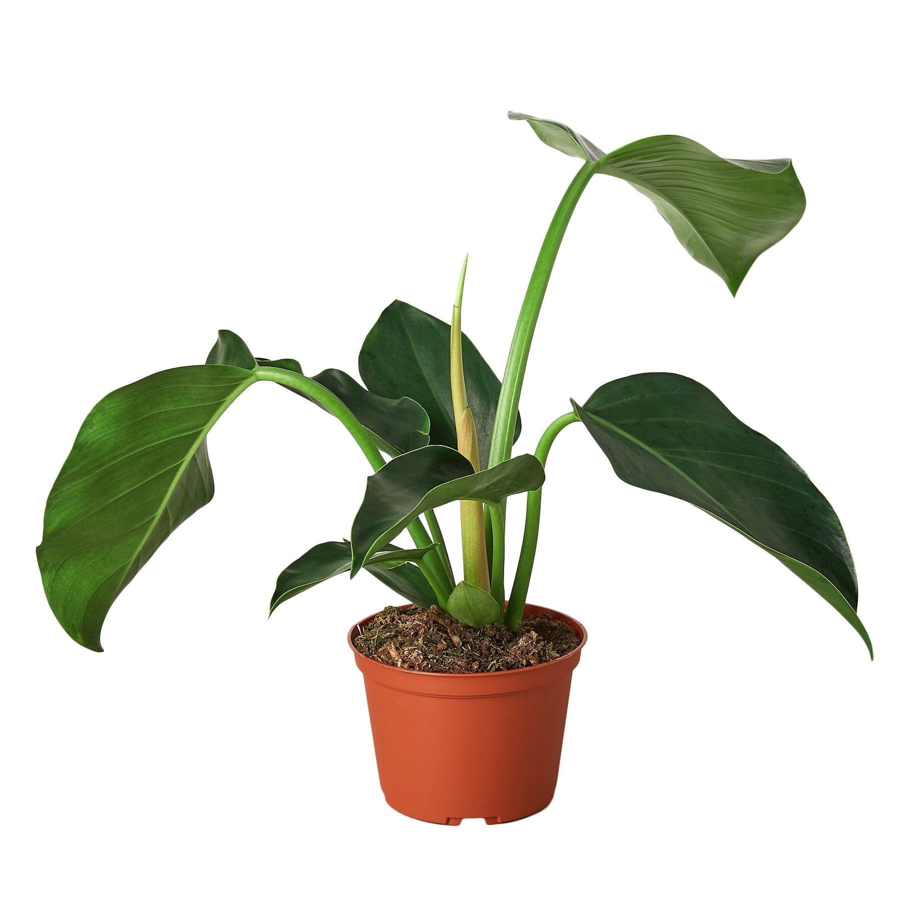 green congo philodendron price Philodendron 'Congo Green' – House by the Side of the Road