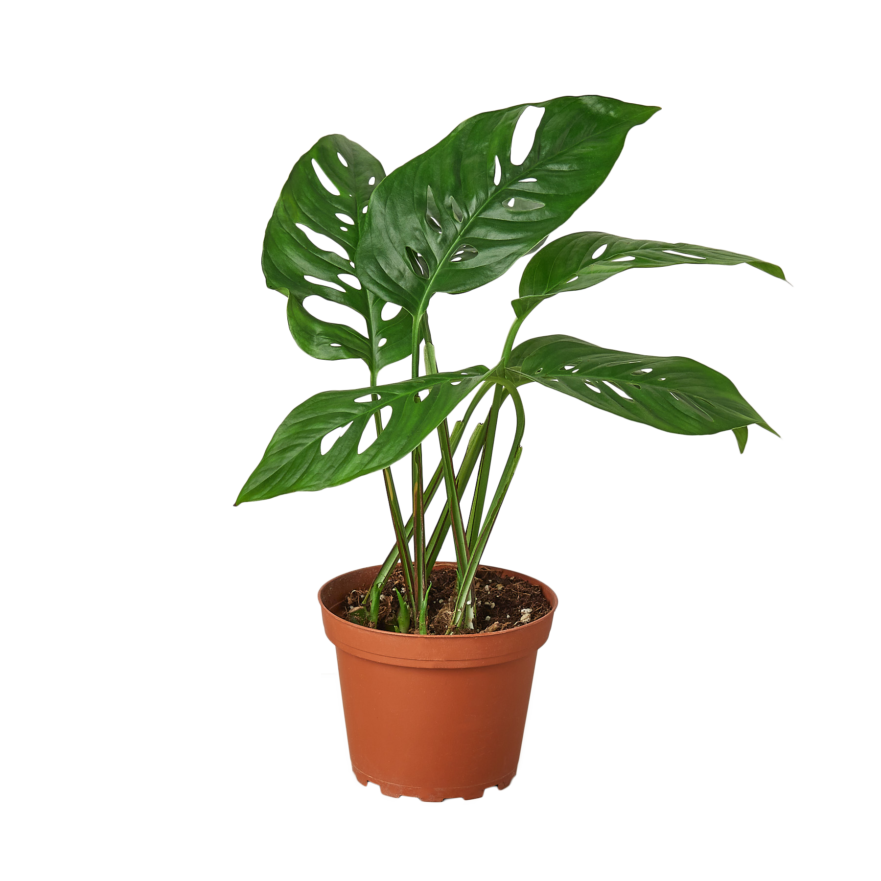 monstera adansonii vs swiss cheese Monstera Adansonii 'Swiss Cheese'