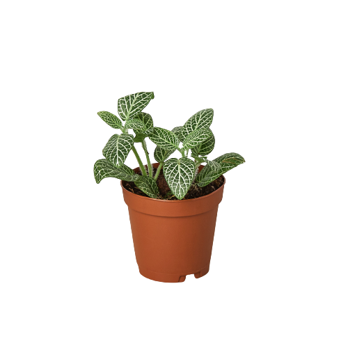 Fittonia 'White Nerve Plant'