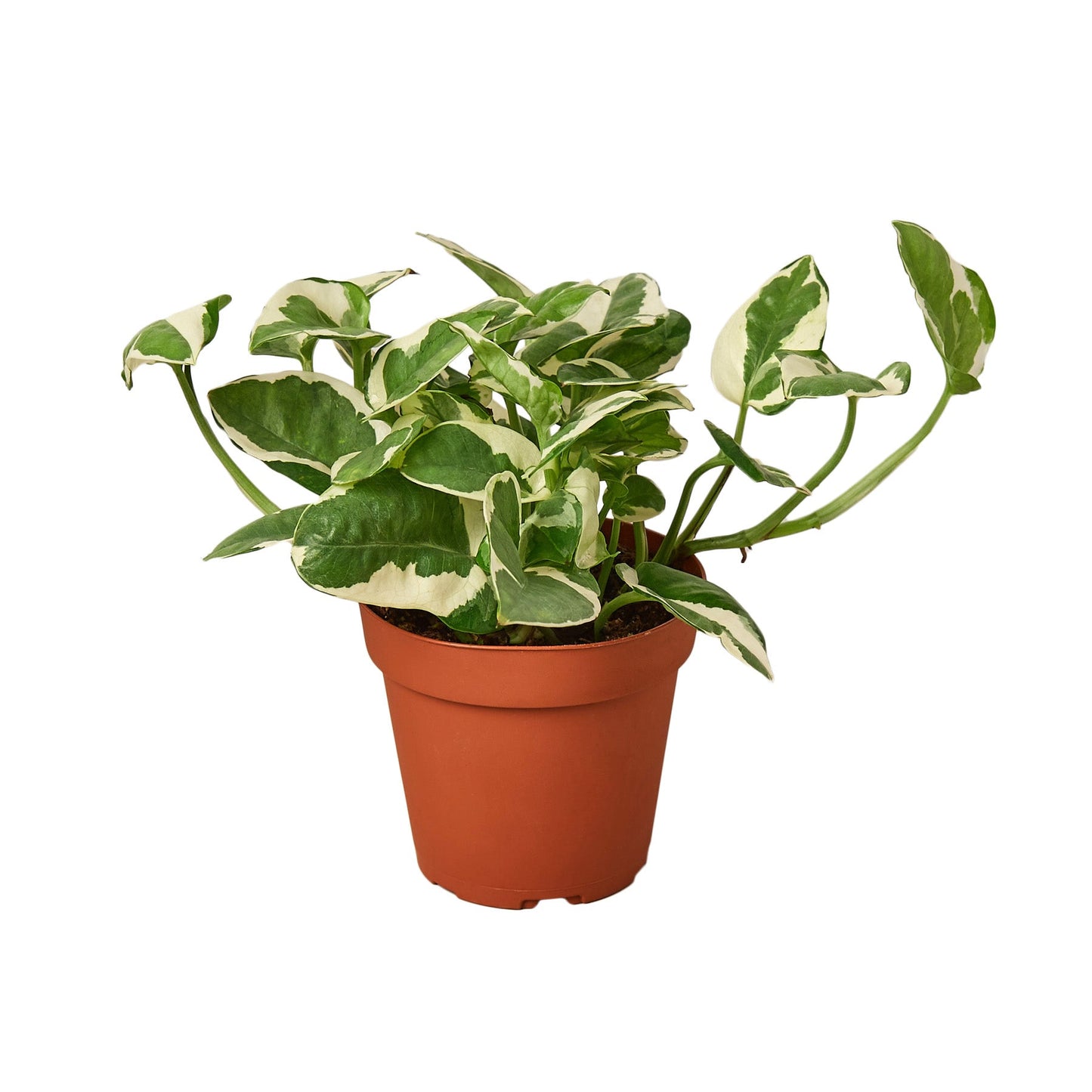 2 Pothos Variety Pack - 4" Pot