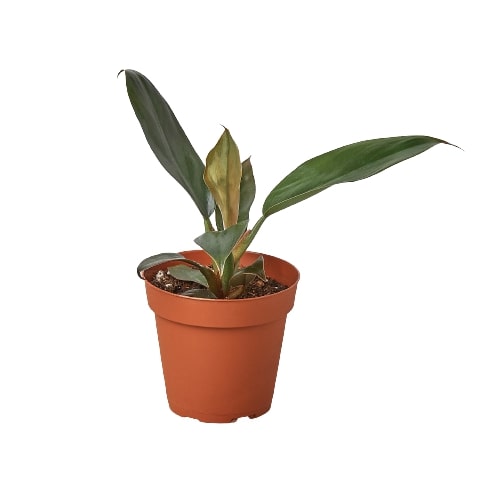 black cardinal philodendron price The Snobby Leaf | Philodendron 'Black Cardinal' - 4 inch Pot