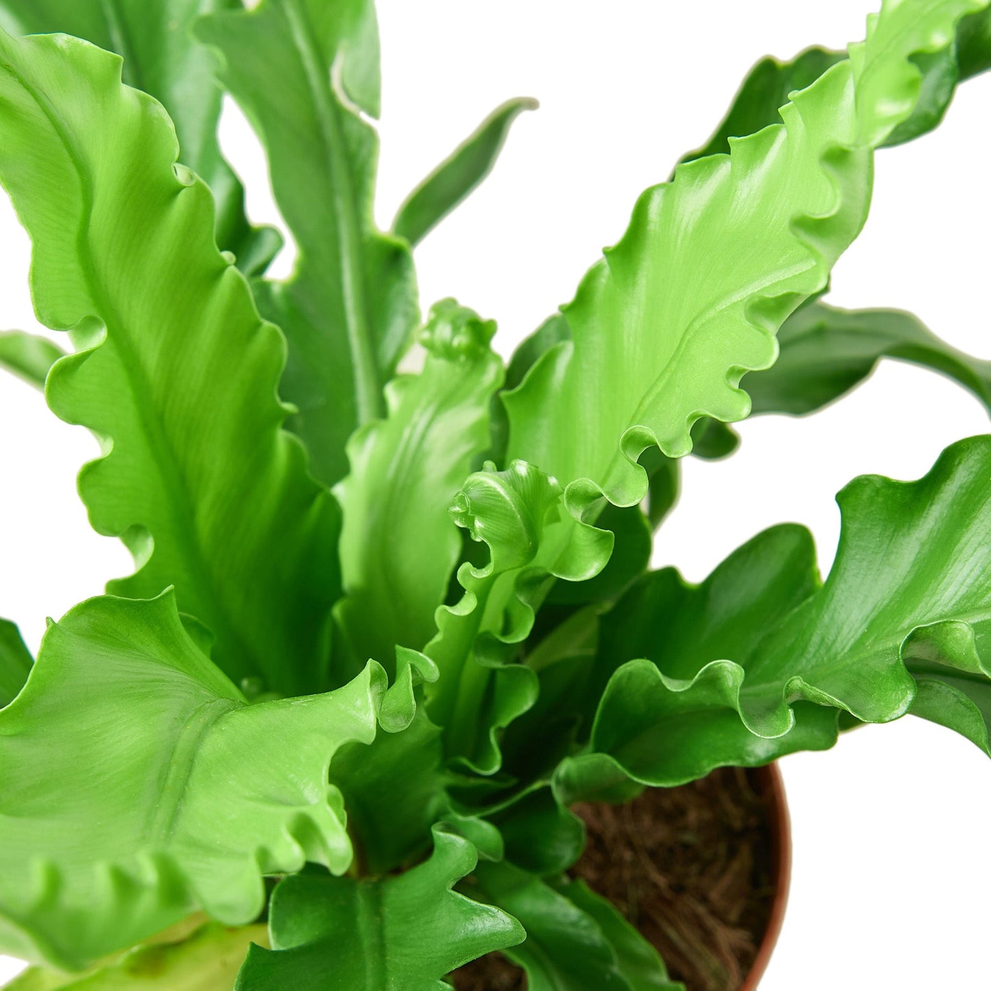 Bird’s Nest 'Victoria' Fern - 4" Pot