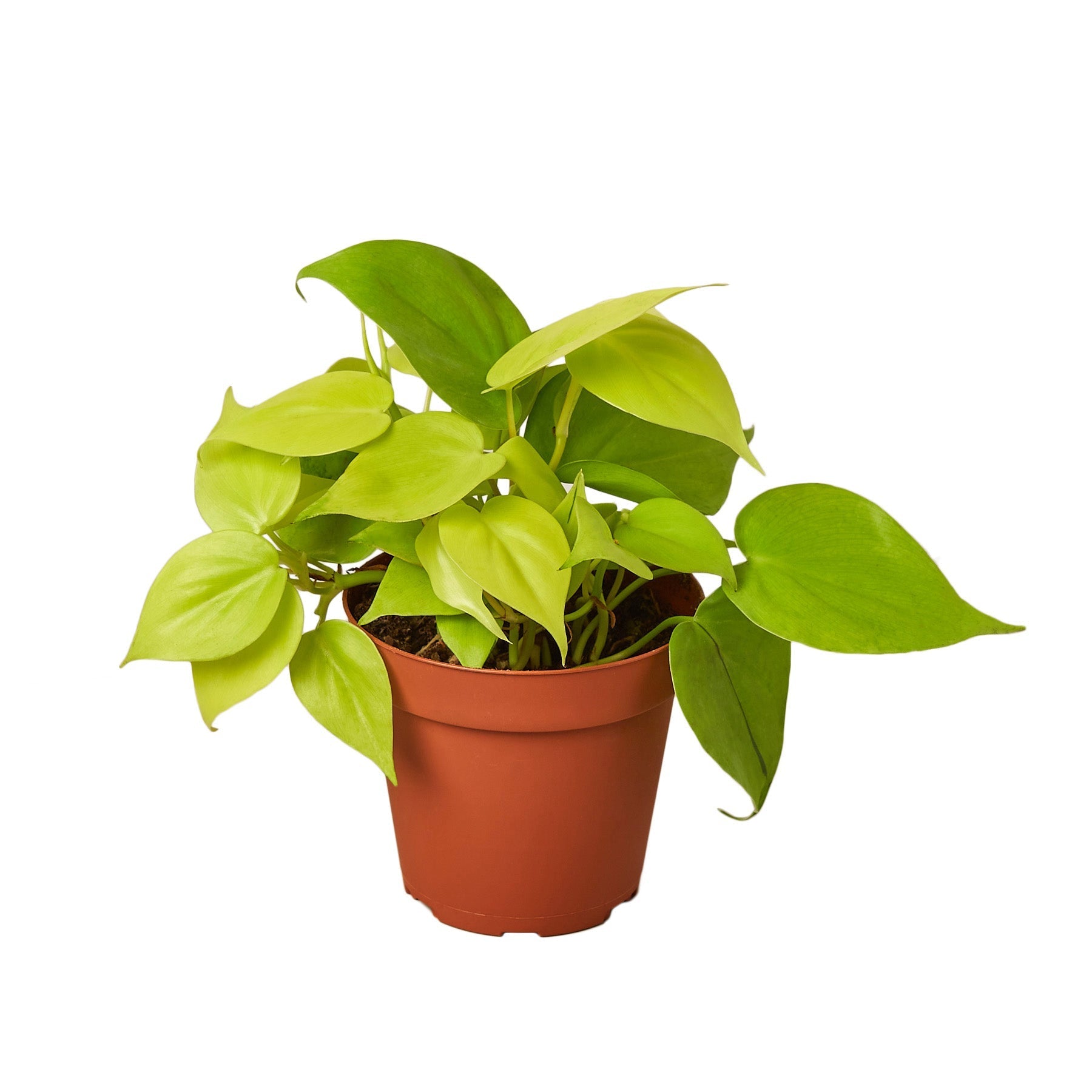 philodendron nursery Philodendron 'Neon' 4" Pot