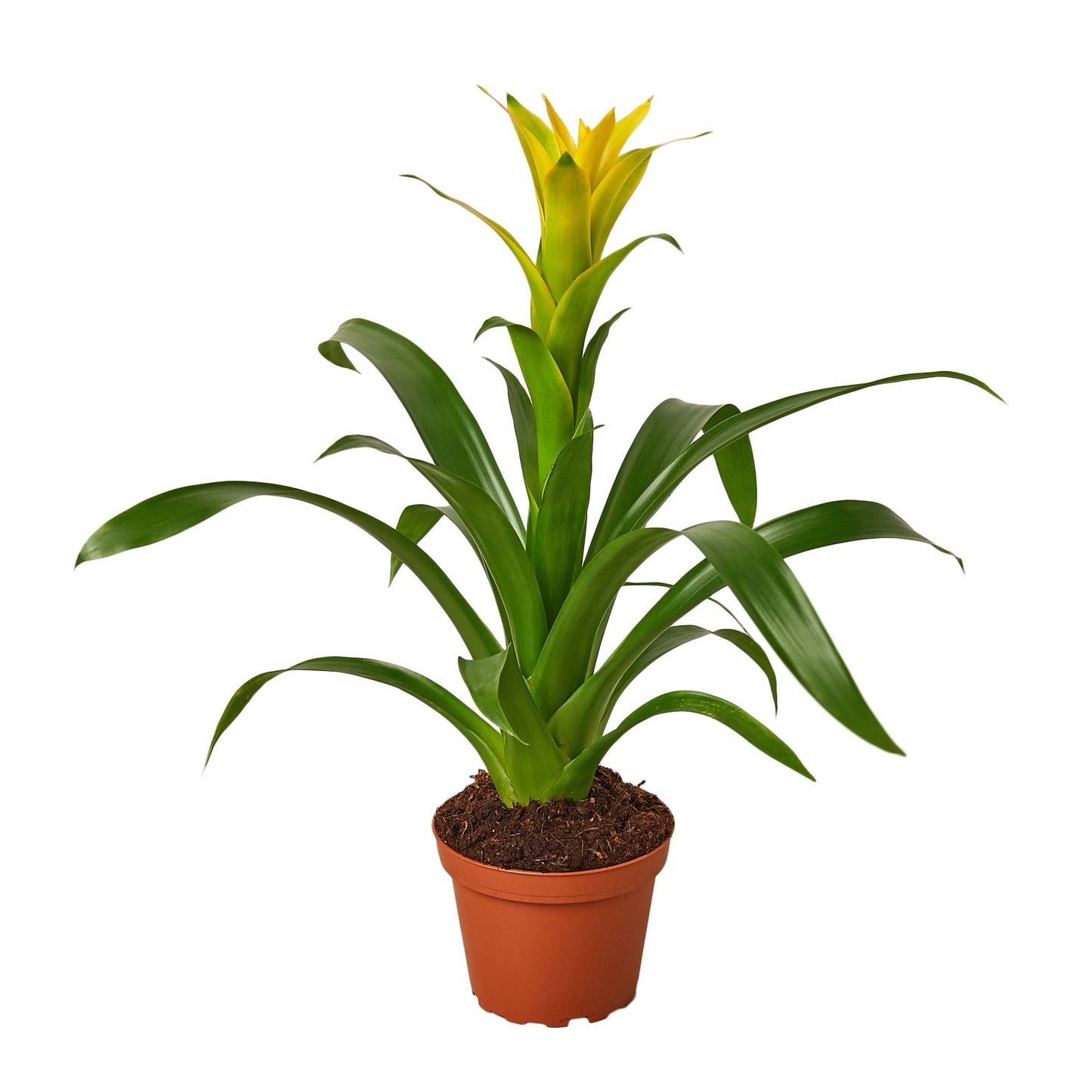 2 Guzmania Bromeliads - 4" Pots