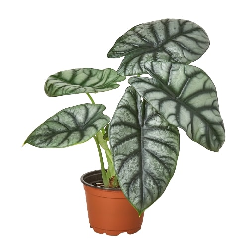 Alocasia silver dragon has dark green, bold midribs and veins, highlighted by light green, almost white leaves