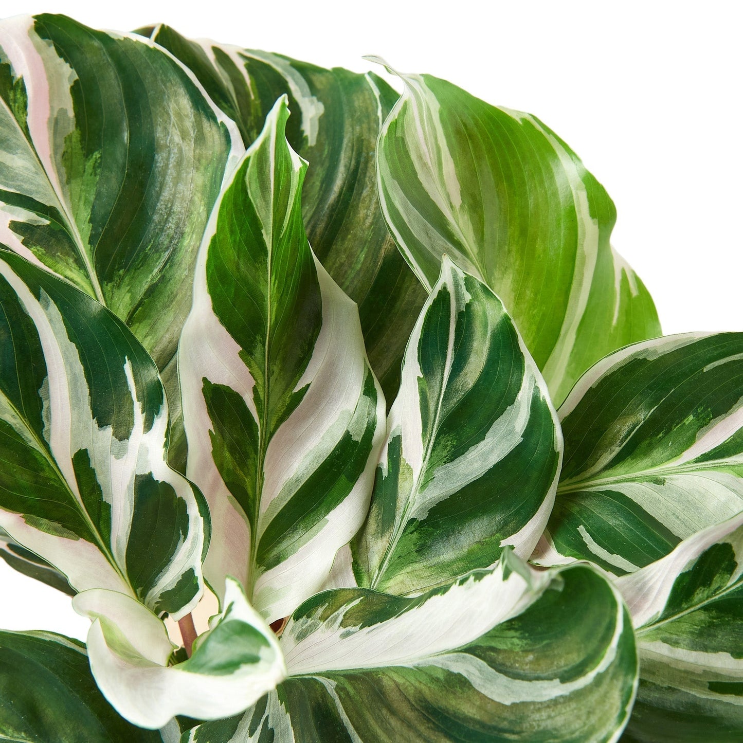 Calathea 'White Fusion' - 6" Pot - NURSERY POT ONLY