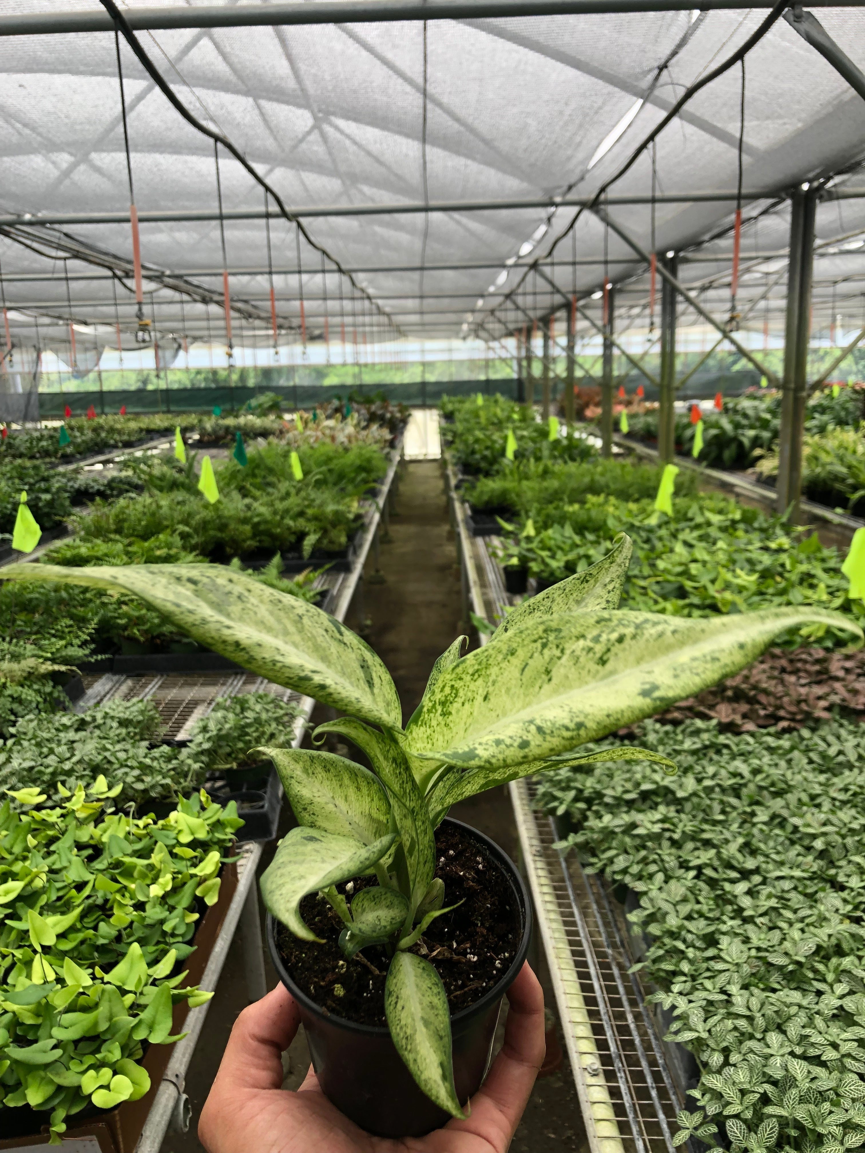 dieffenbachia family Dieffenbachia 'Camouflage' – House by the Side of the Road