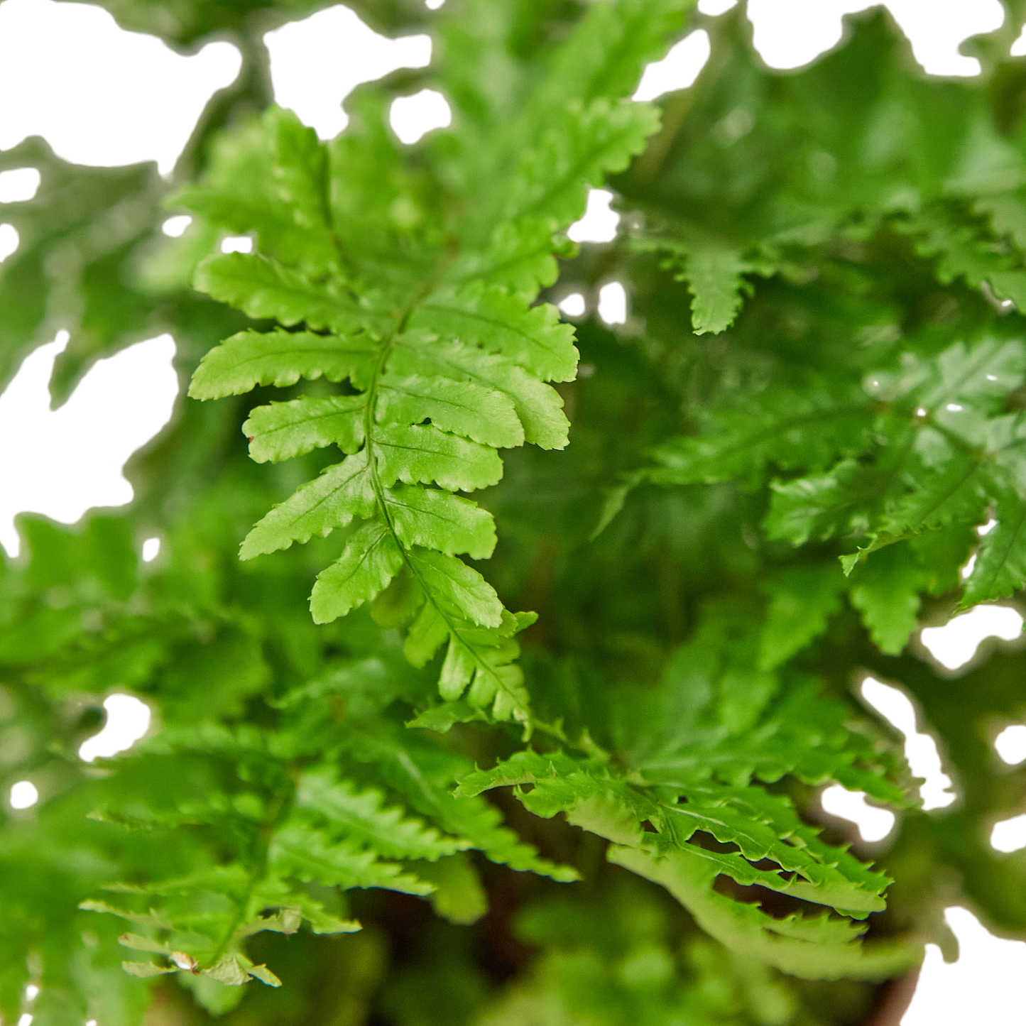 Autumn Fern - DRYOPTERIS ERYTHROSORA