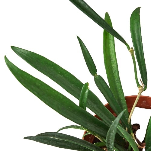 Hoya 'String Bean' - 4" Pot - NURSERY POT ONLY