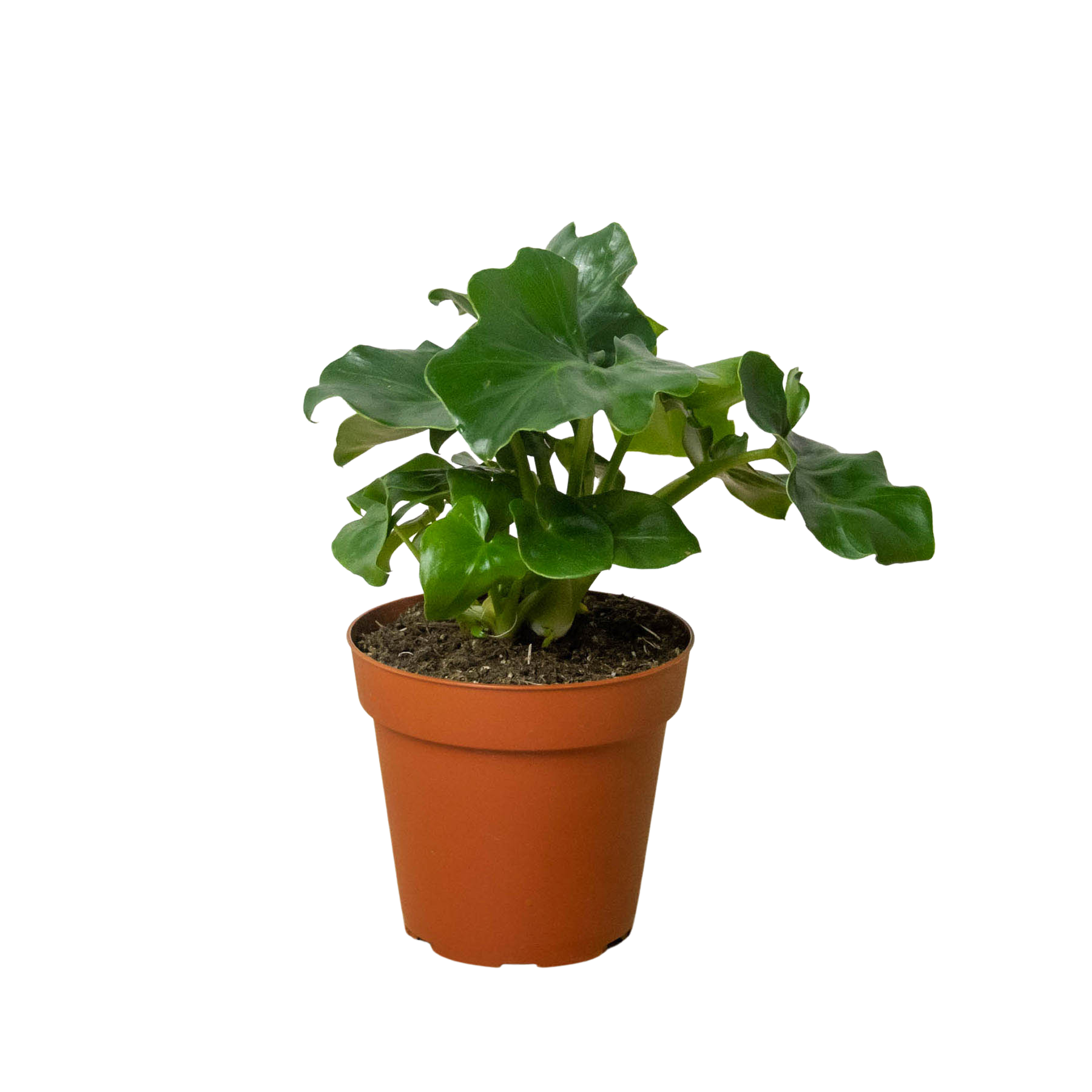 philodendron atom mangrove The Snobby Leaf | Philodendron 'Atom' - 4 inch Pot
