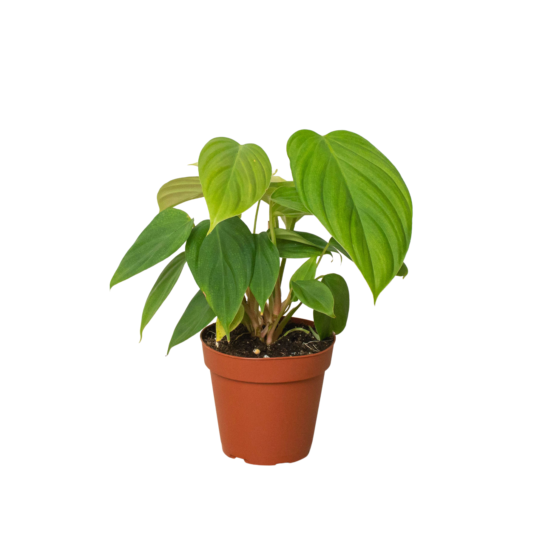 philodendron magnum dark petiole Philodendron 'Fuzzy Petiole'