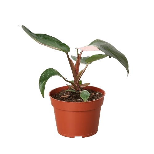 philodendron pink princess wikipedia Philodendron 'Pink Princess' – House by the Side of the Road
