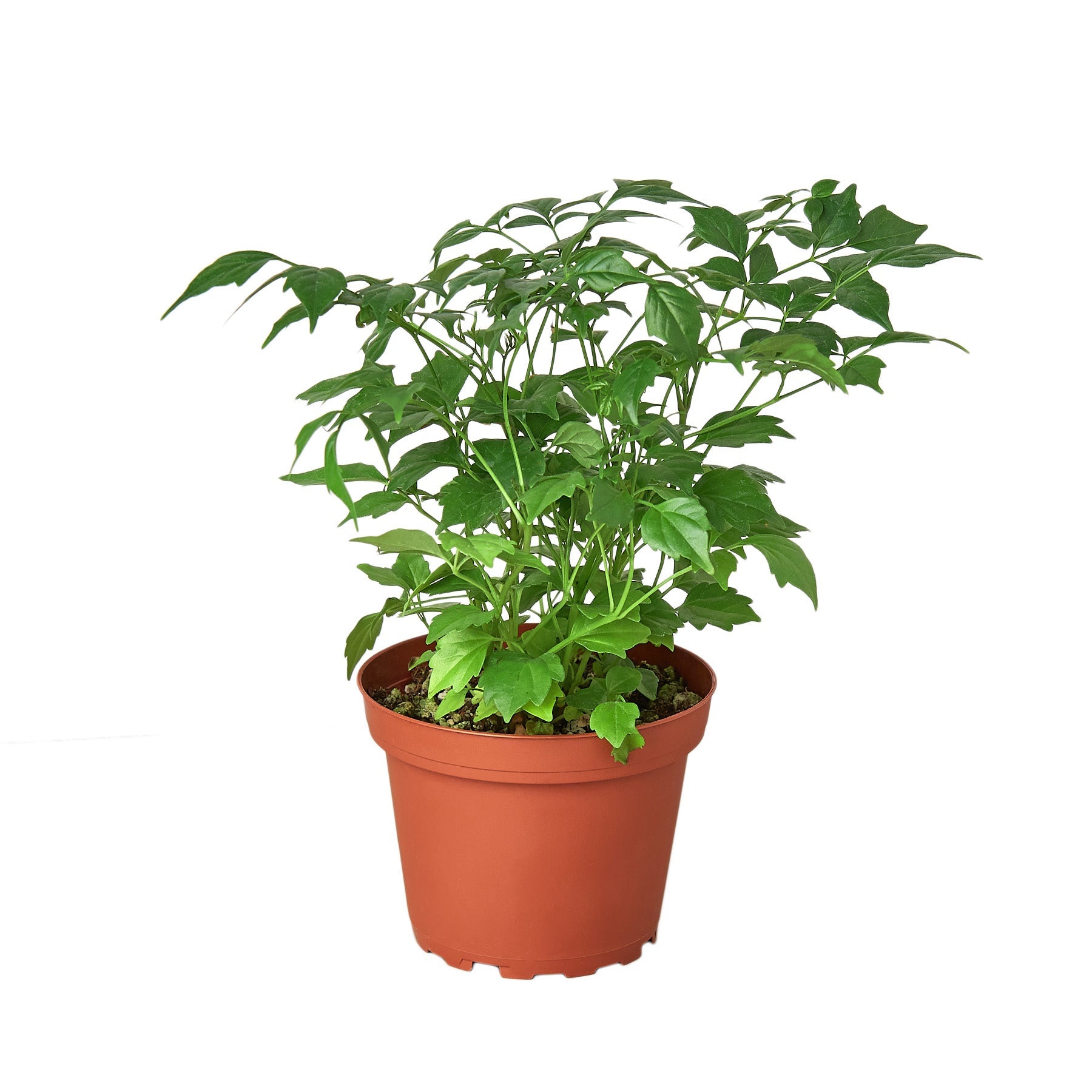 house plant china doll Radermachera 'China Doll'