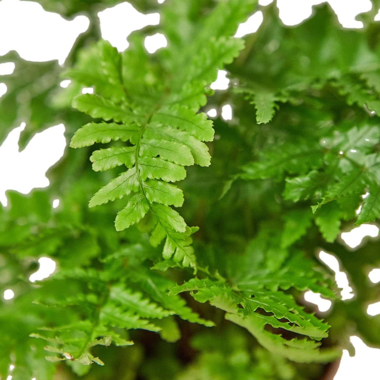 Autumn Fern - DRYOPTERIS ERYTHROSORA
