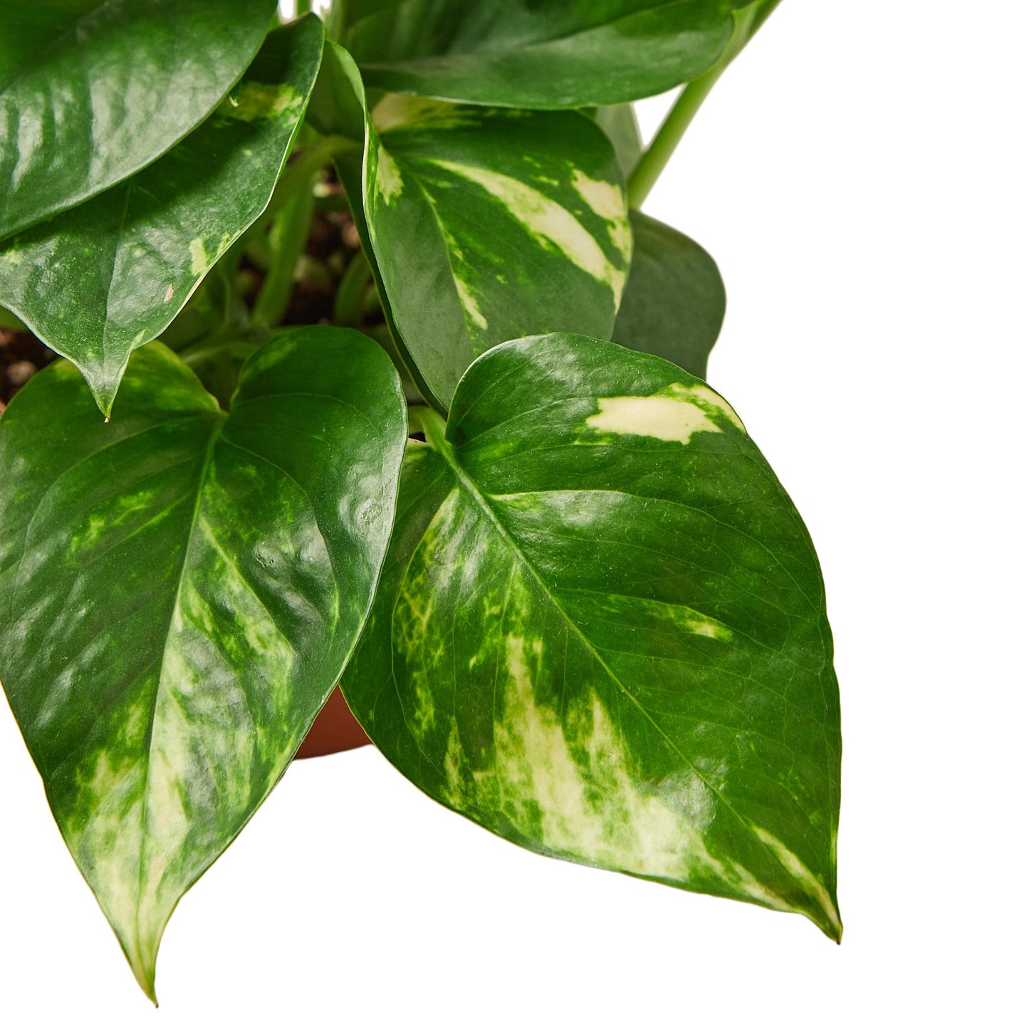 2 Pothos Variety Pack - 4" Pot