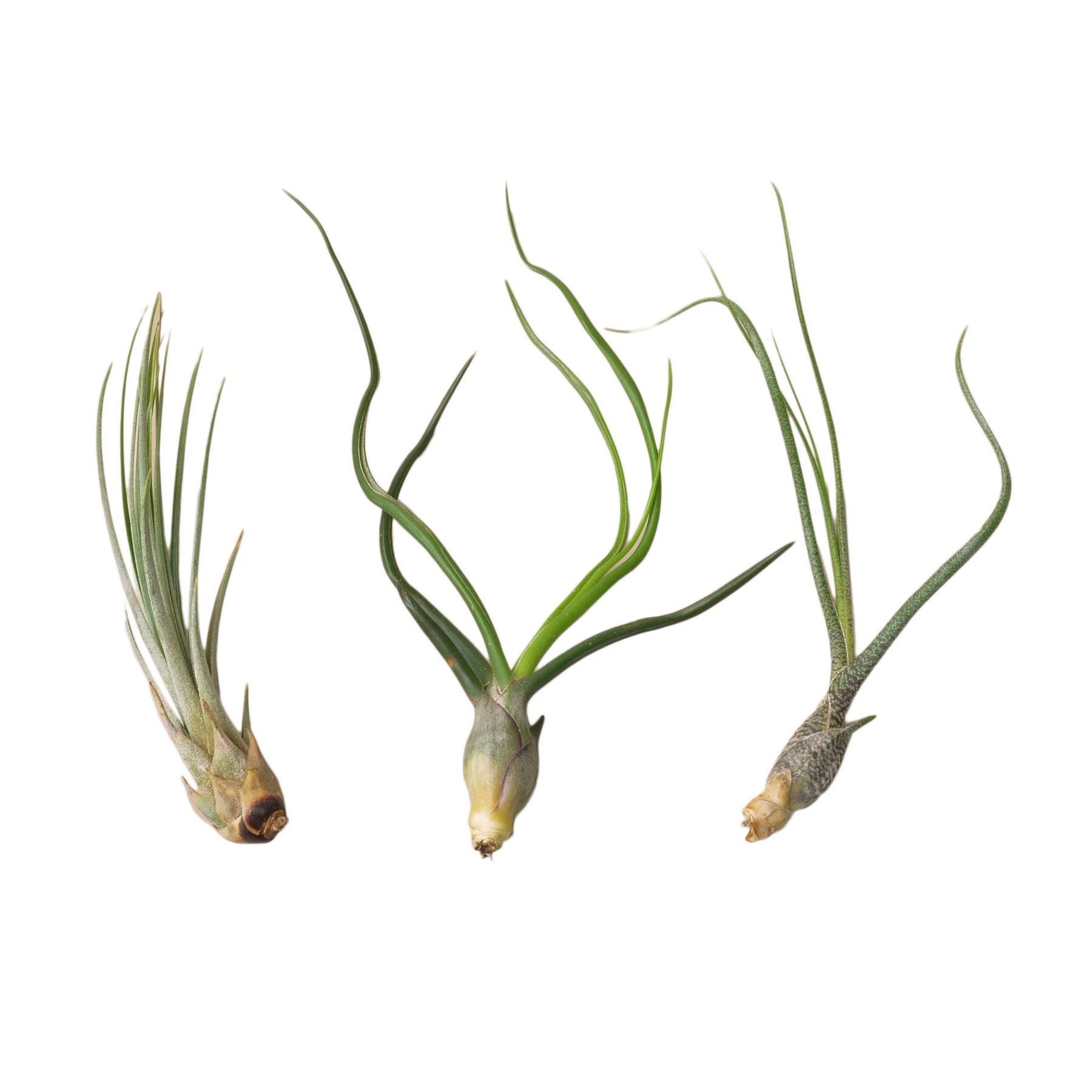 big air plants 3 Large Tillandsia Air Plant Variety Pack