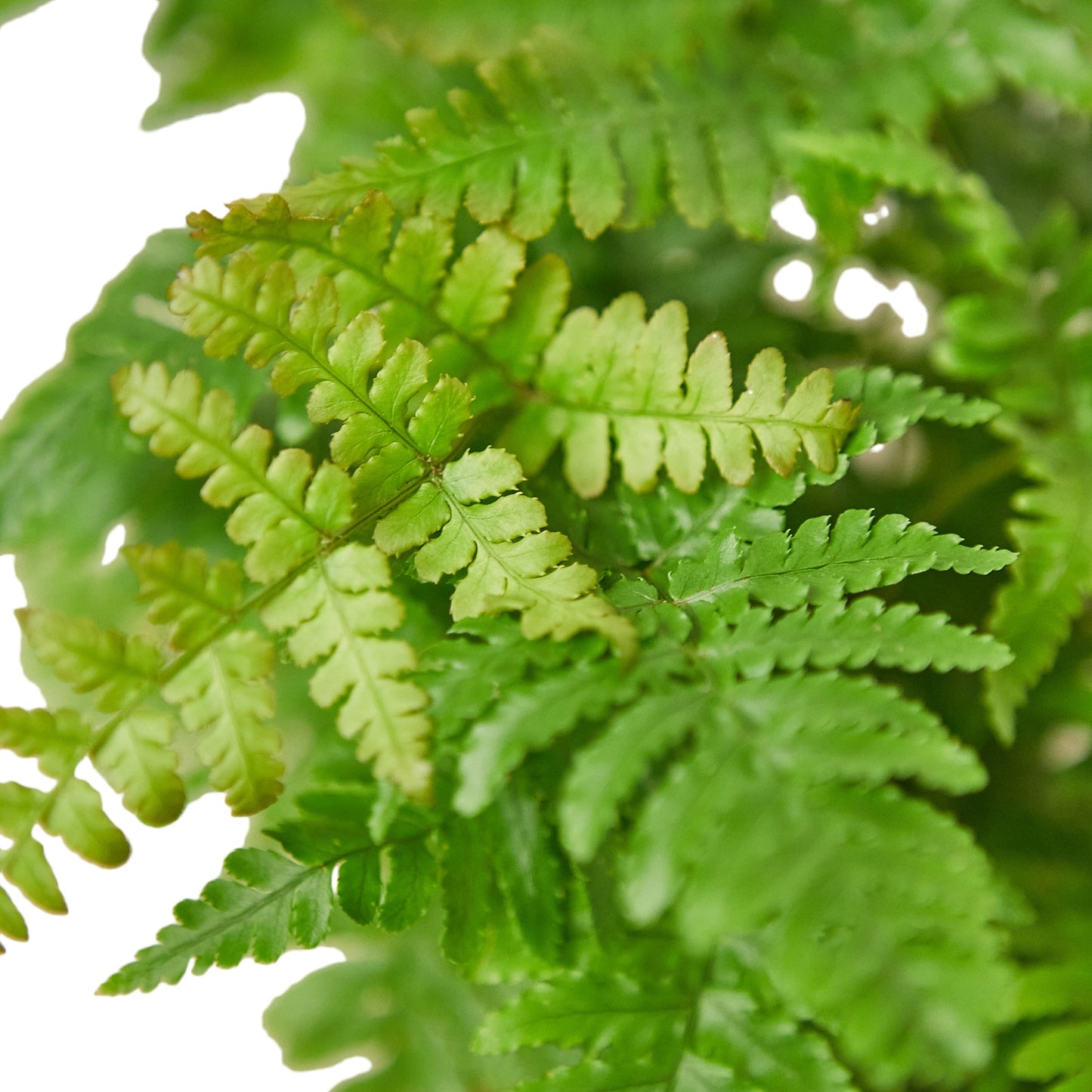 Autumn Fern - DRYOPTERIS ERYTHROSORA