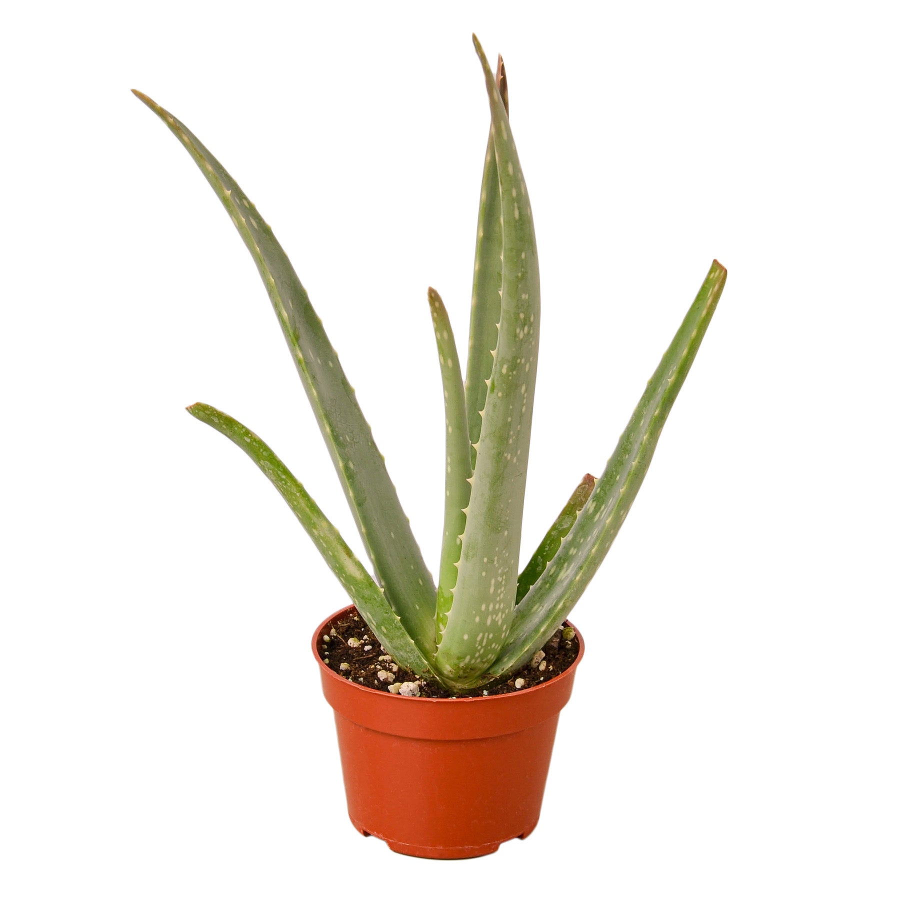 aloe vera plant nursery near me The Snobby Leaf | Aloe Vera - 4 inch Pot