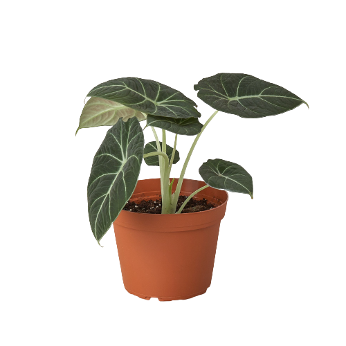 Alocasia Reginula 'Black Velvet' - 4" Pot - NURSERY POT ONLY