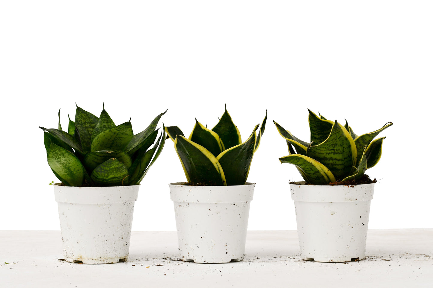 Snake Plant Variety Packs - 4" Pot