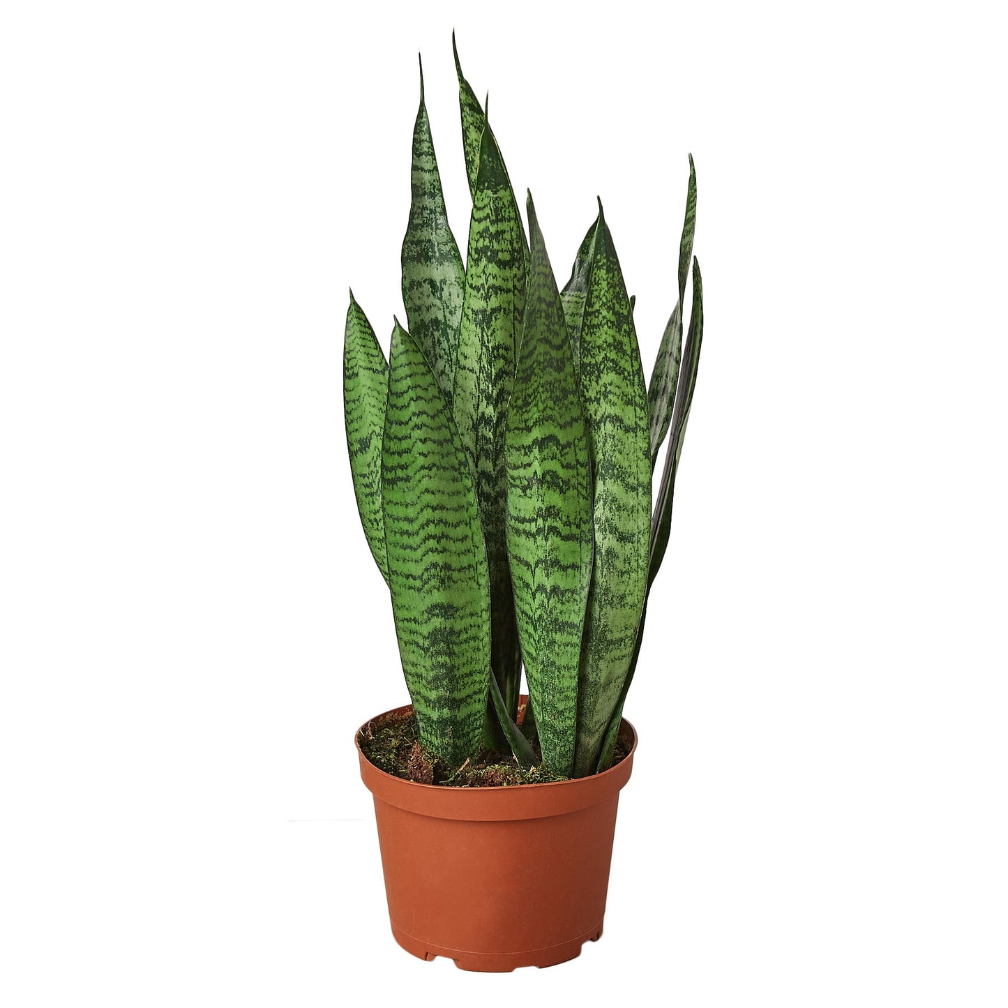 2 Snake (Sansevieria) Plant Variety Pack - 6" Pot