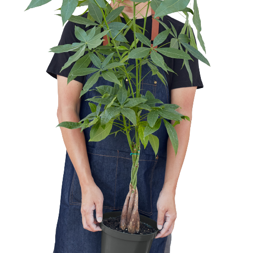 Money Tree 'Guiana Chestnut' Pachira Braid - 6" Pot - NURSERY POT ONLY