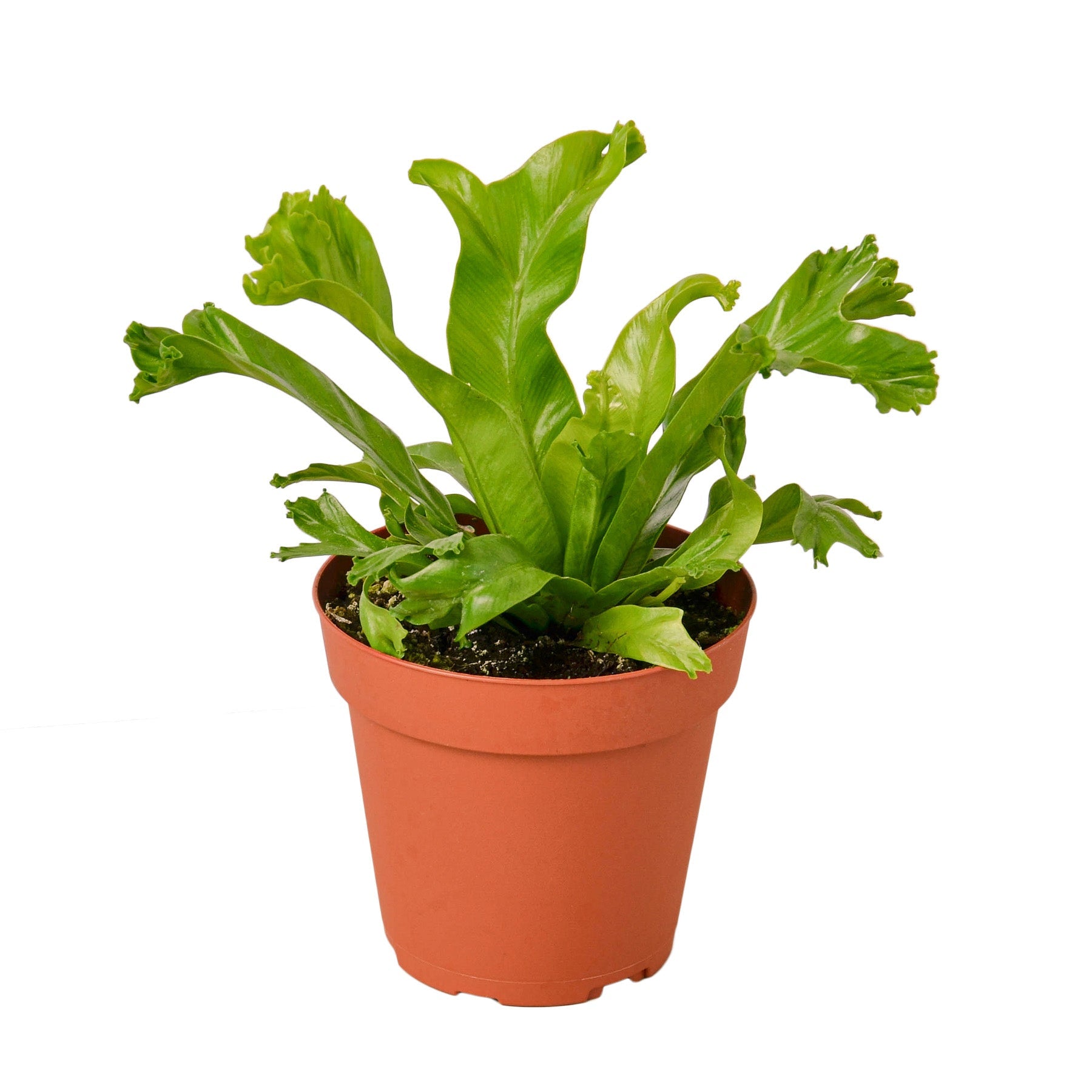 curly bird's nest fern The Snobby Leaf | Bird’s Nest Leslie Fern - 4 inch Pot