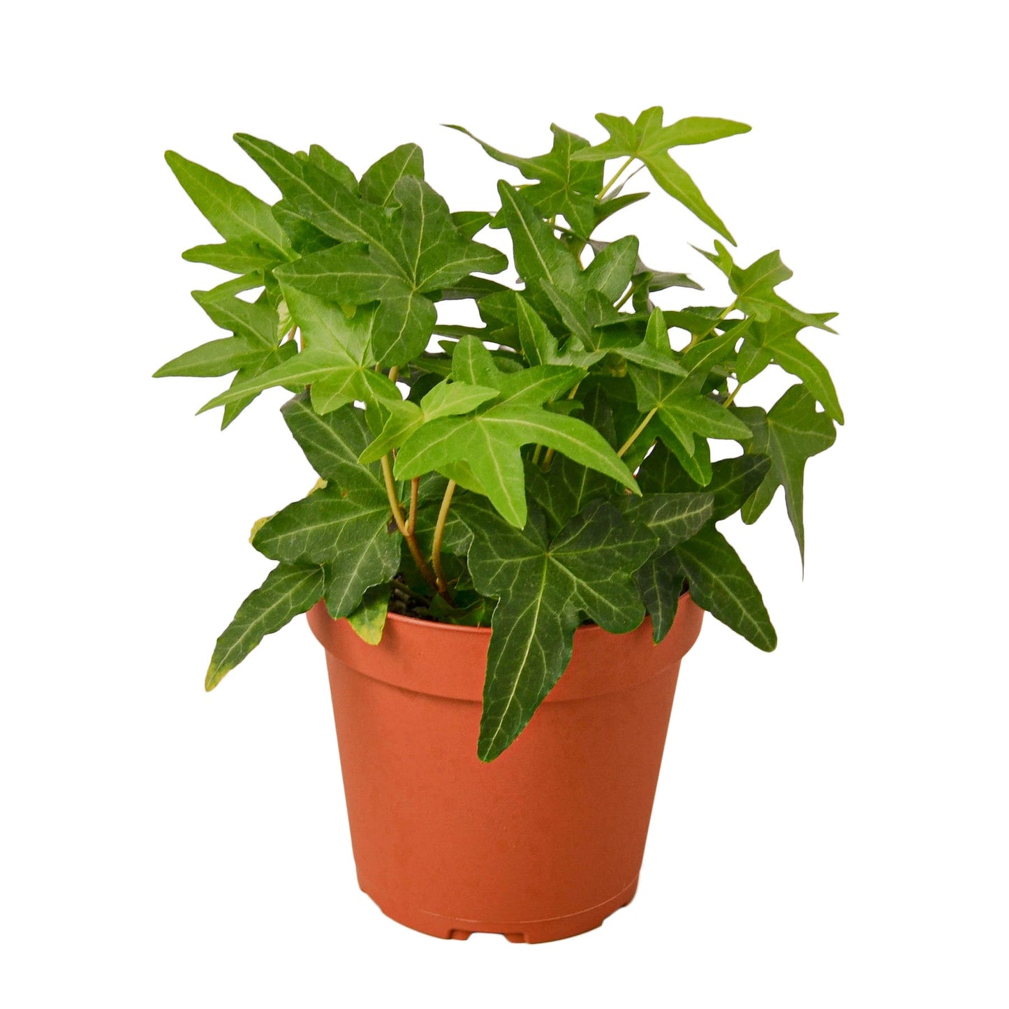 2 English Ivy Variety Pack - 4" Pot