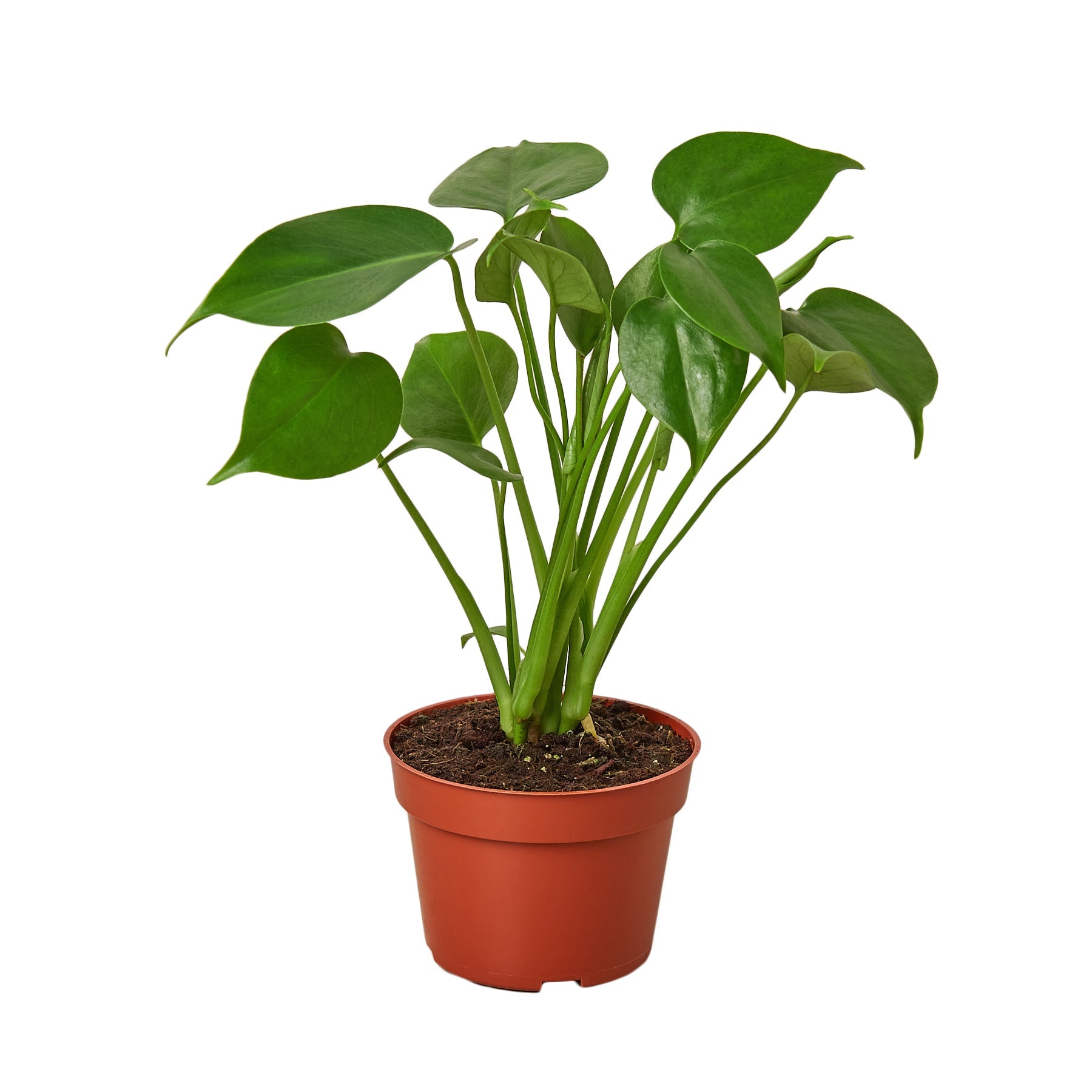 philodendron monstera price Monstera 'Split-Leaf' 4" Pot / Nursery Pot