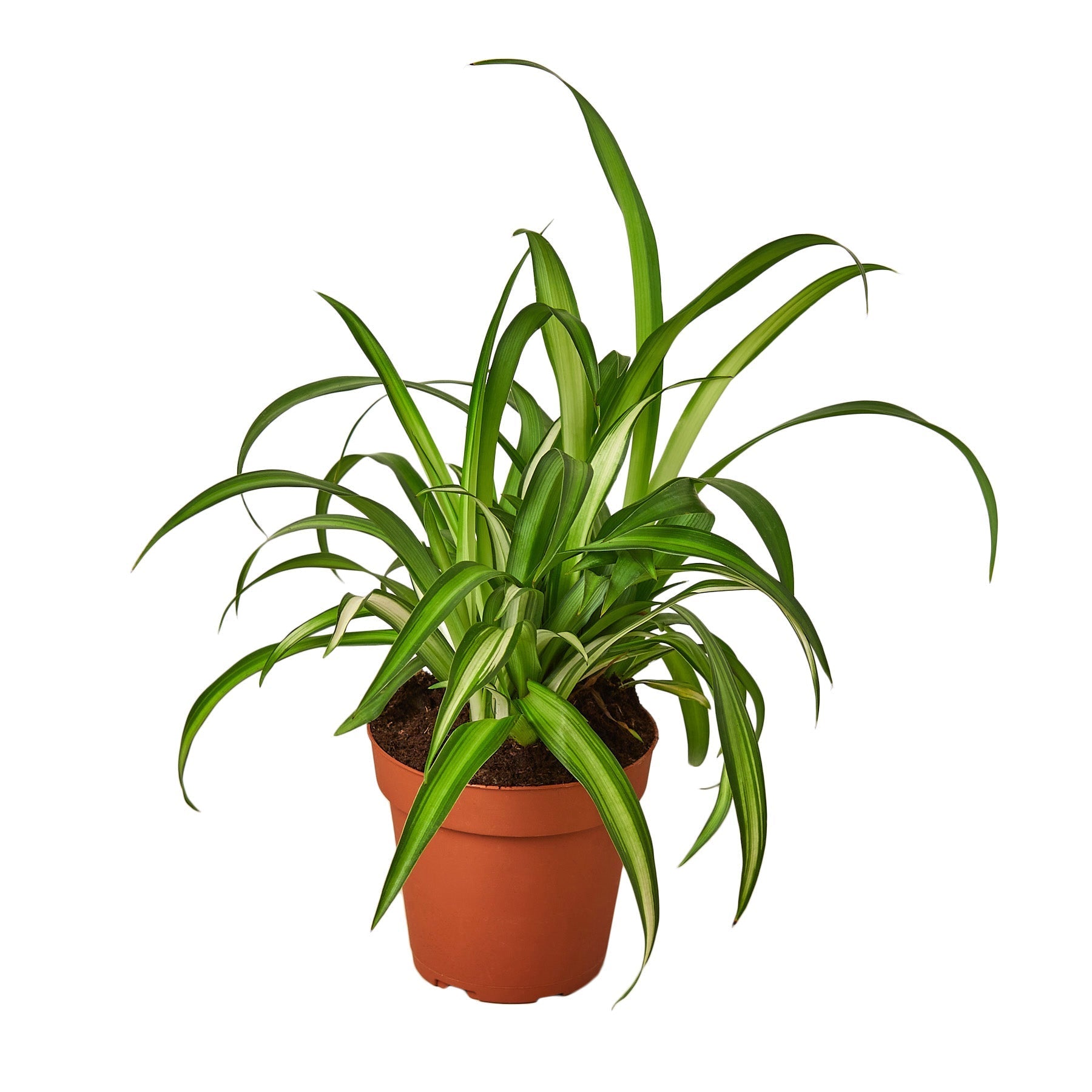 where to buy spider plants near me Spider Plant 'Hawaiian' 4" Pot