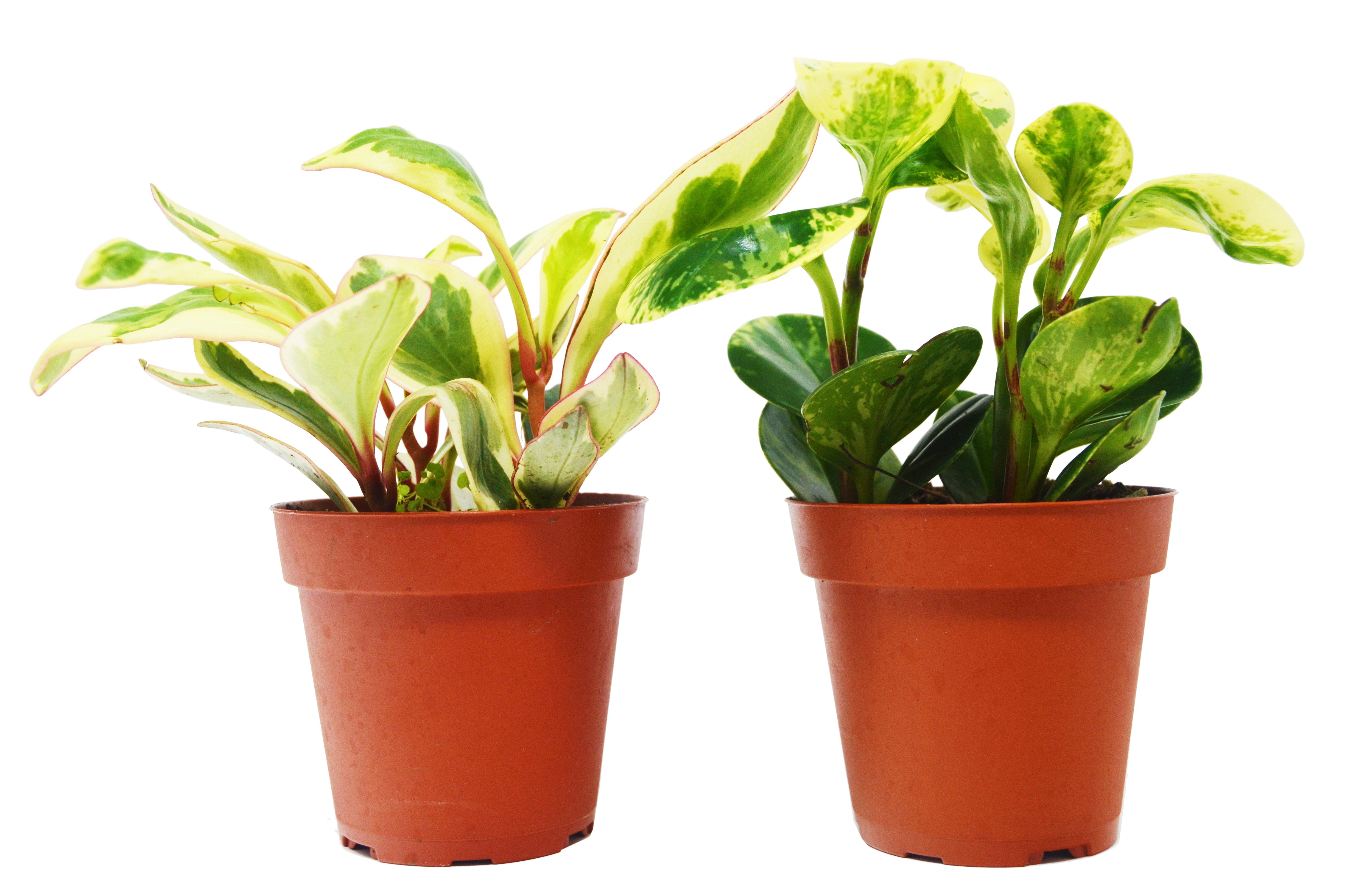 peperomia vs pothos 2 Peperomia Plants Variety Pack in 4" Pots - Baby Rubber Plants Size Default Title