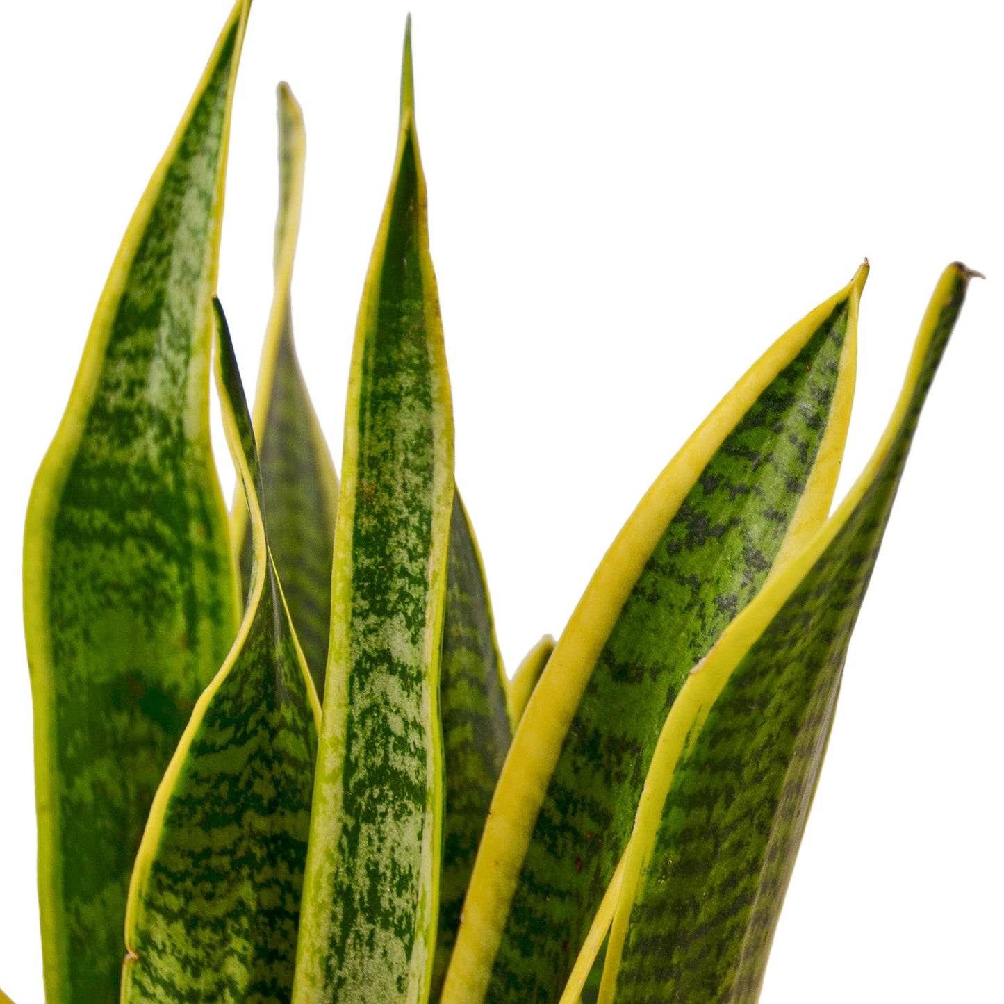 2 Snake (Sansevieria) Plant Variety Pack - 6" Pot