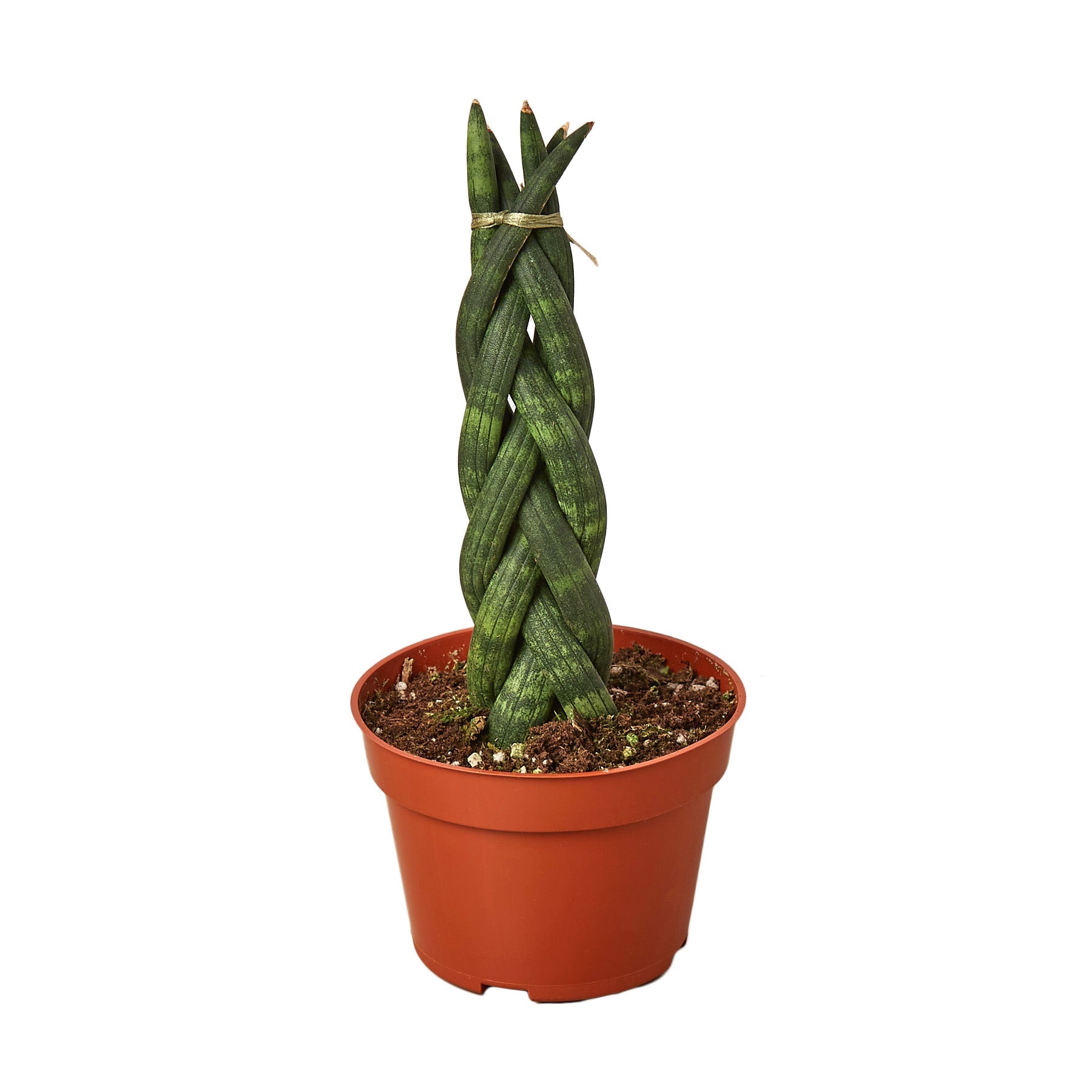house snake plant Snake Plant Braided