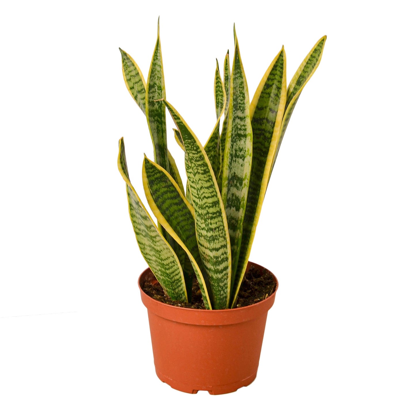 2 Snake (Sansevieria) Plant Variety Pack - 6" Pot