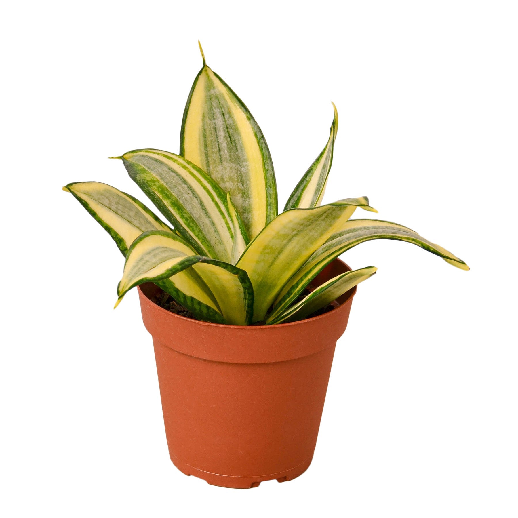 snake plant yellow sides Snake Plant Gold Hahnii – House by the Side of the Road
