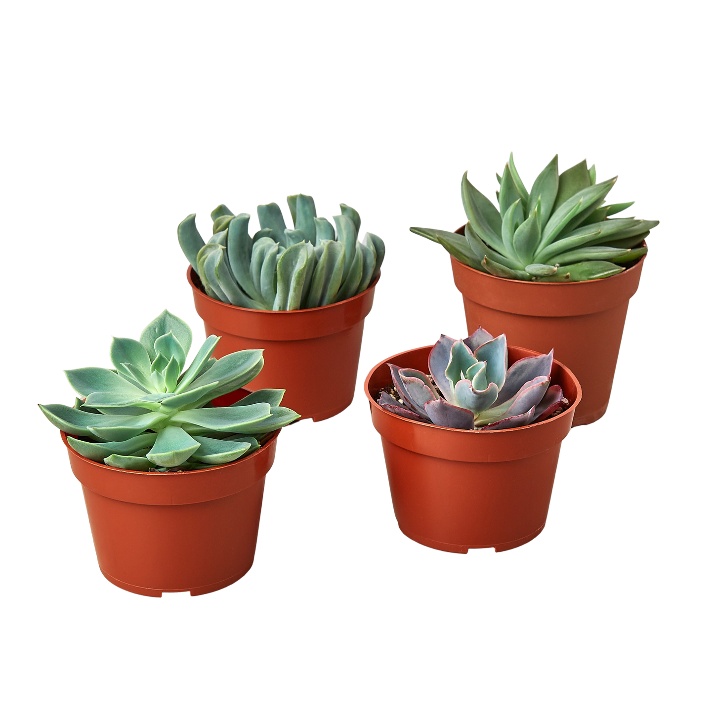 4 Echeveria Succulent Variety Pack - 4" Pot