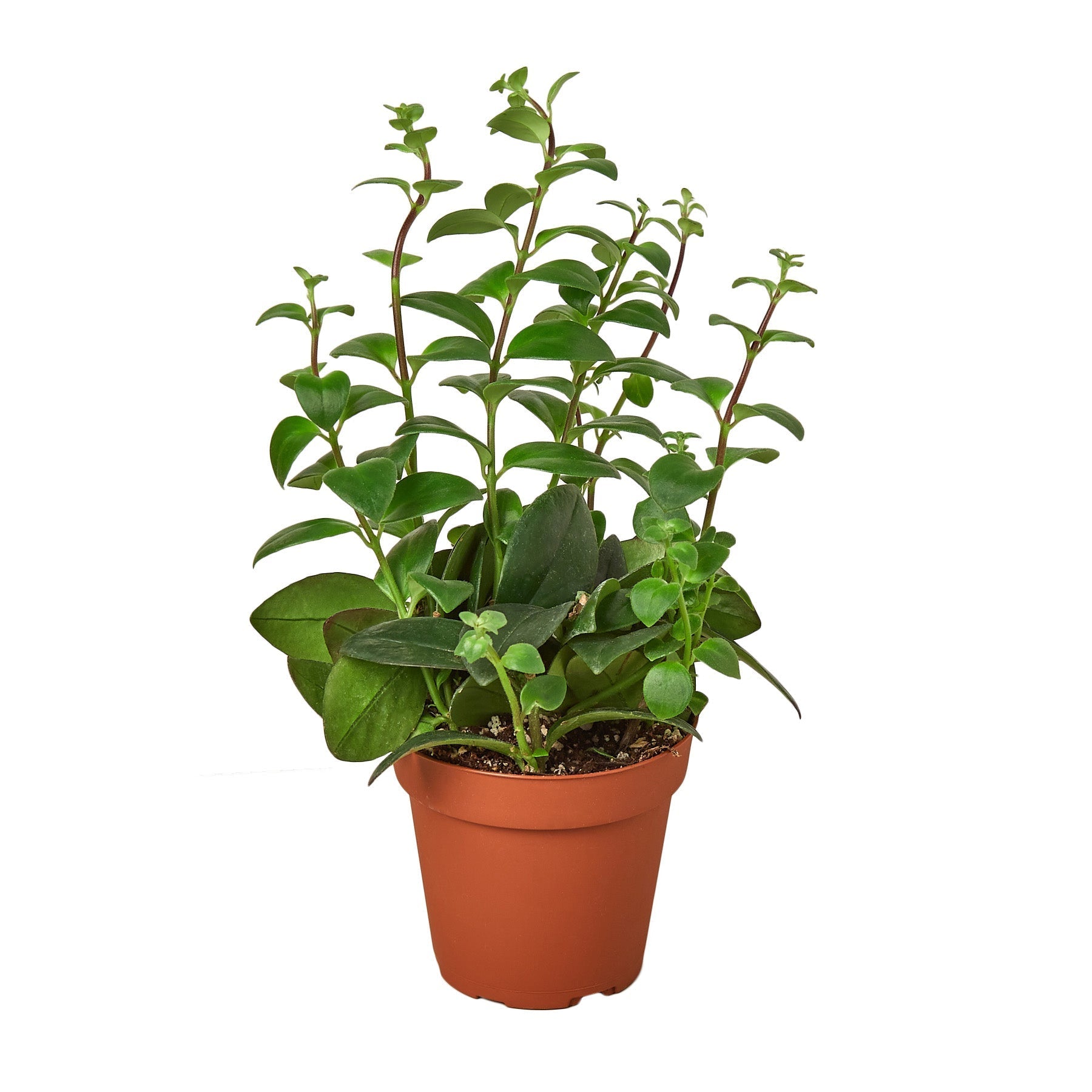 lipstick plant pot Lipstick Plant 4" Pot