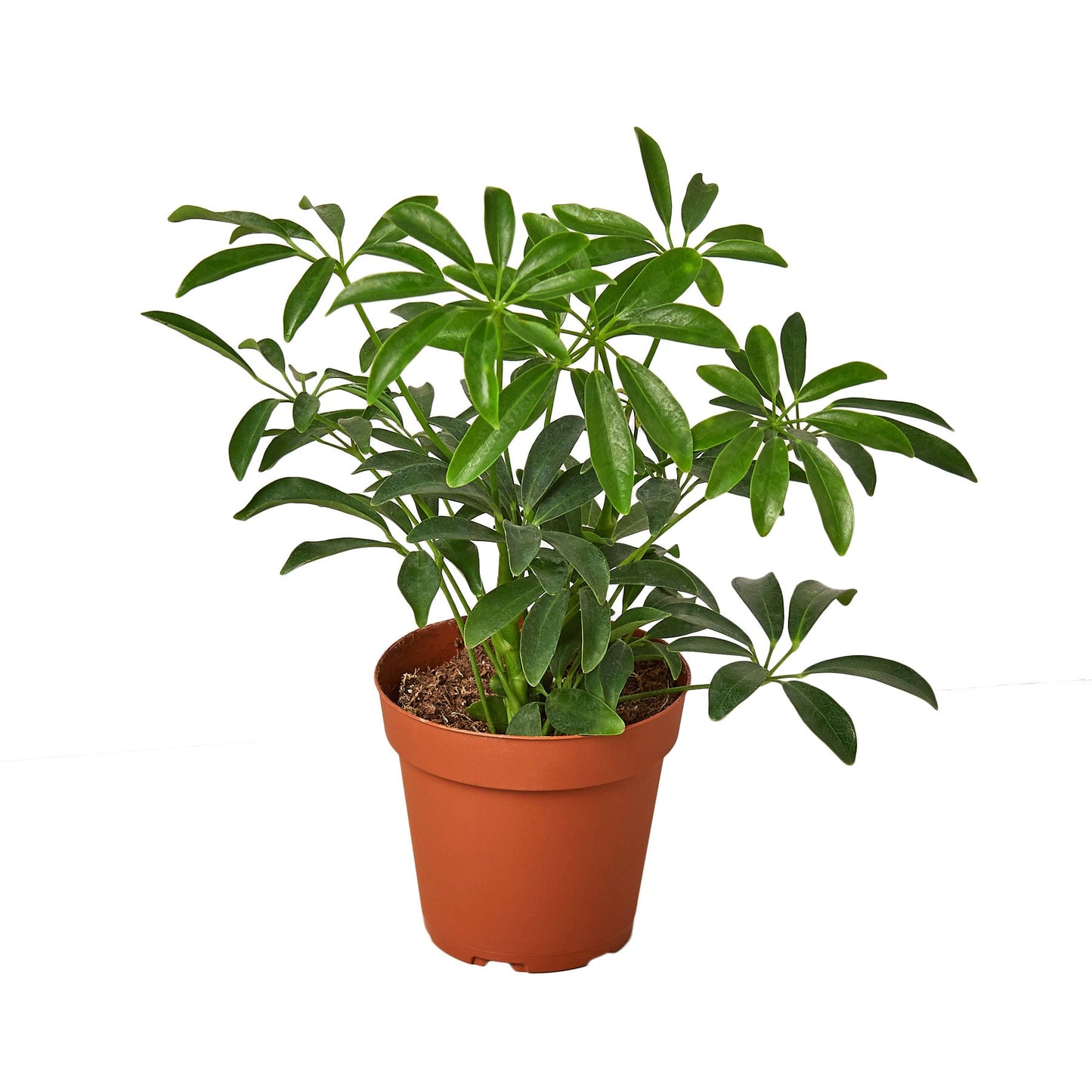 2 Different Schefflera Plants Variety Pack - 4" Pot