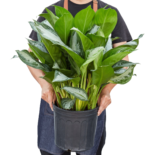 Chinese Evergreen 'Silver Bay' - 10" Pot