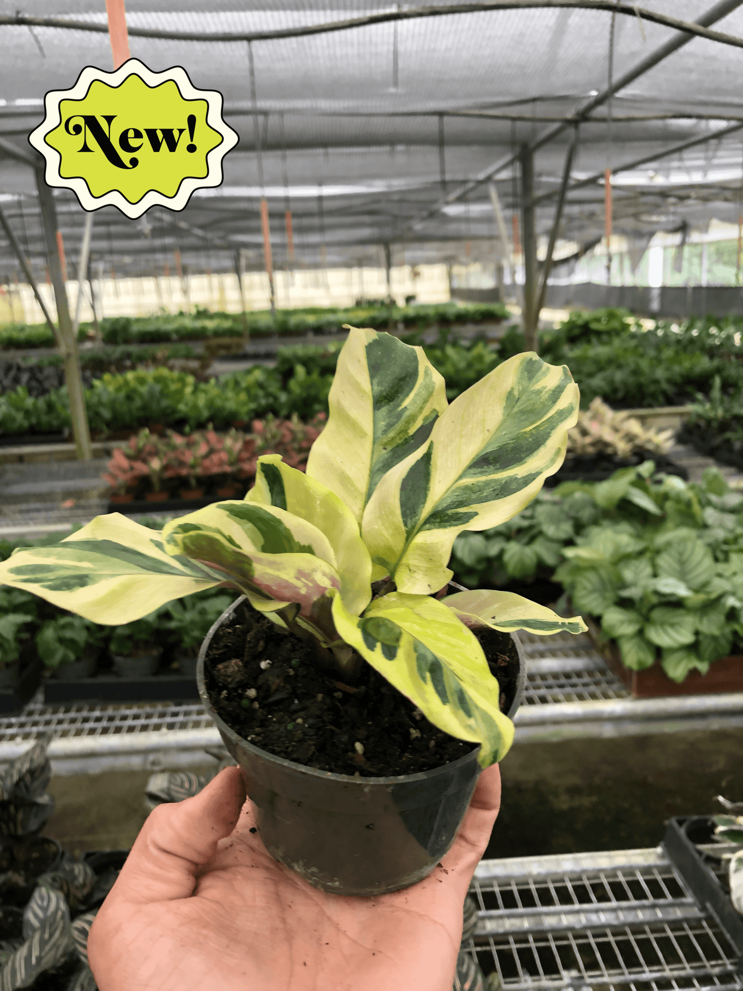 Calathea 'Yellow Fusion'