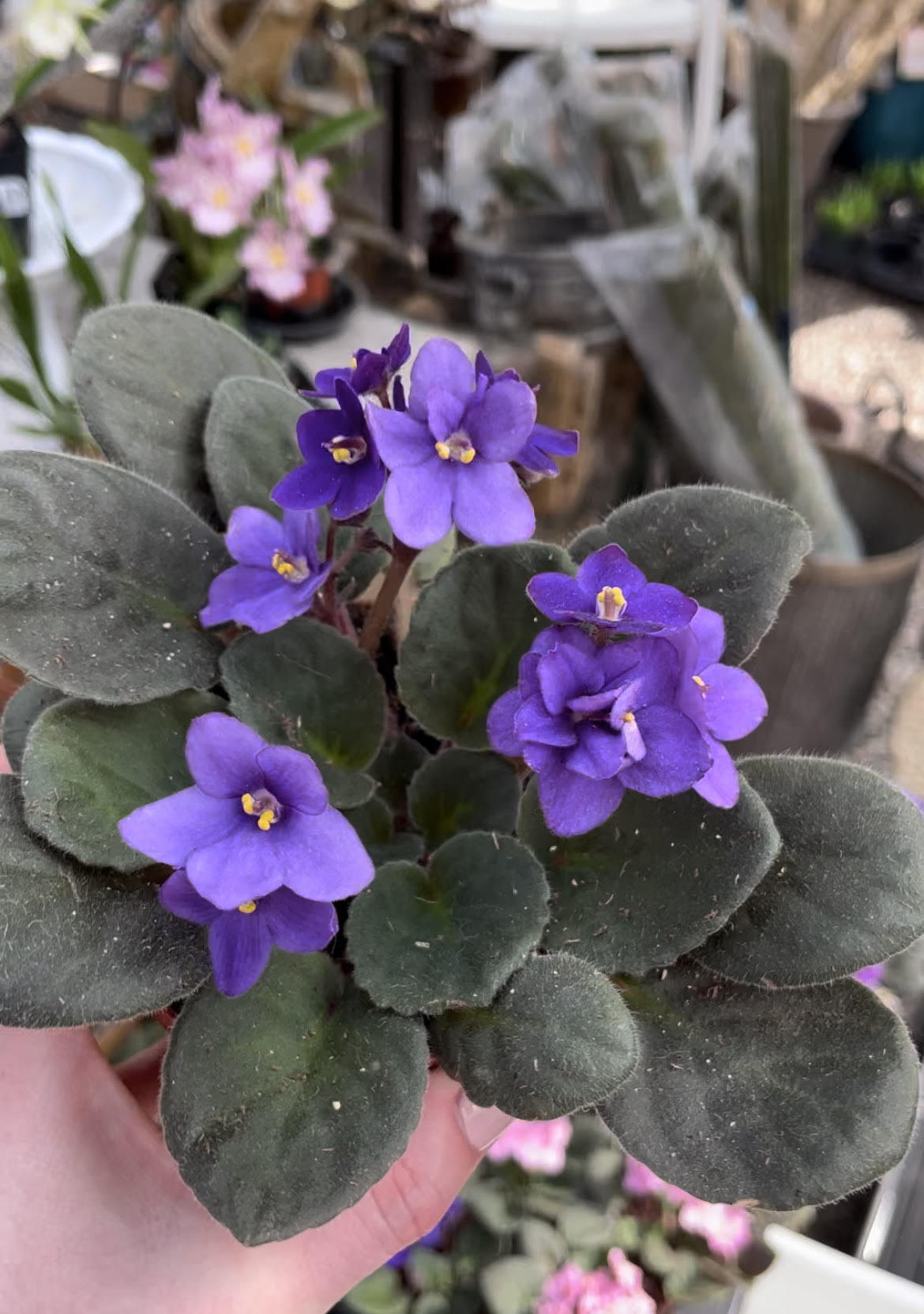 what causes movement in a house at violet charette... Caring for African Violets – House by the Side of the Road