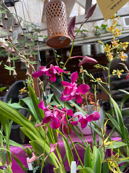 Our top 4 Tips for Caring for Orchids
