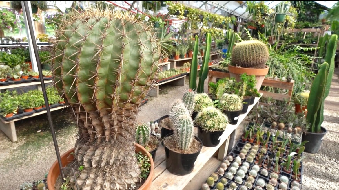 Load video: A early morning tour around the House by the Side of the Road in Wilton, NH. A family owned garden center and gift shop.