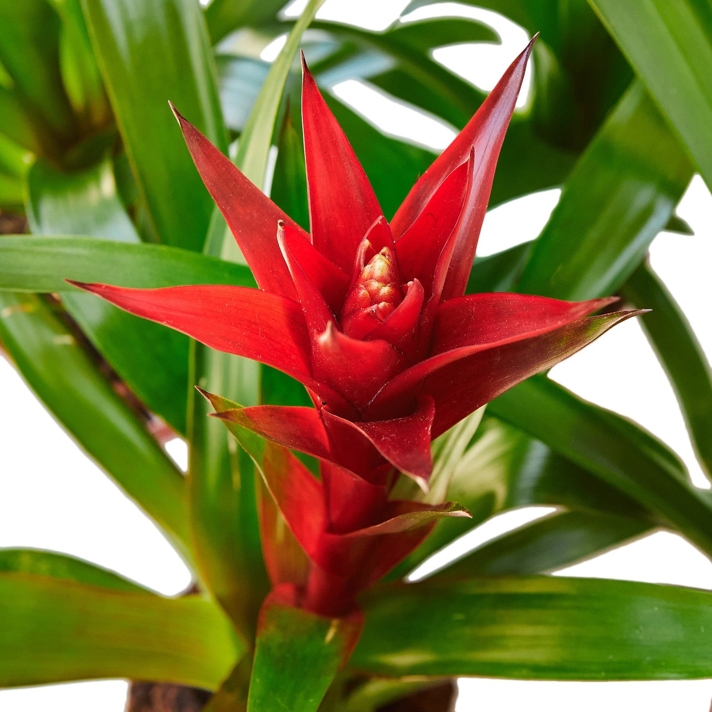 3 Guzmania Bromeliads 4" Pots