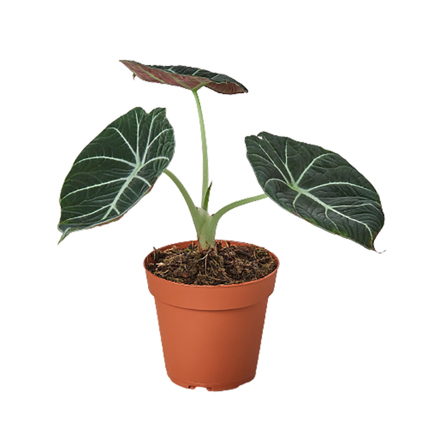 Alocasia black velvet is one of our favorites- it has extremely dark green leaves, with a soft texture.