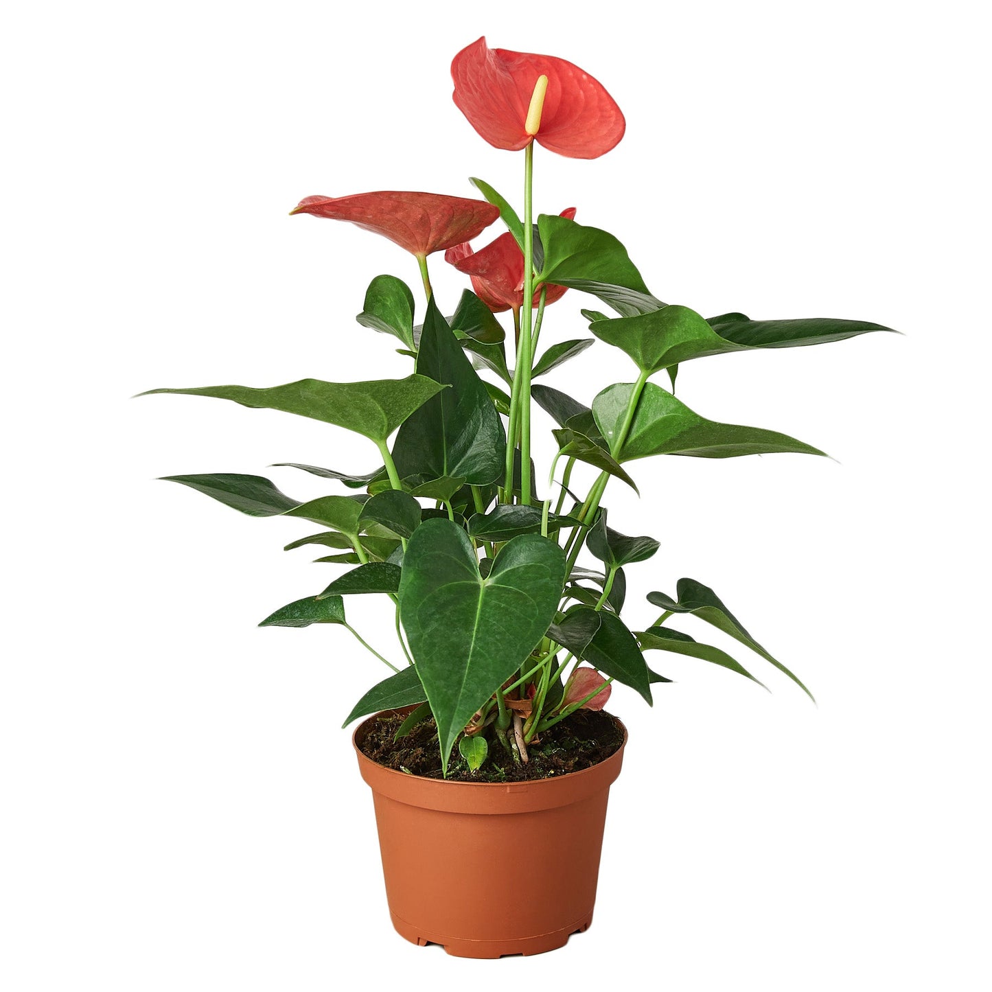 anthurium rosa Anthurium 'Pink' – House by the Side of the Road